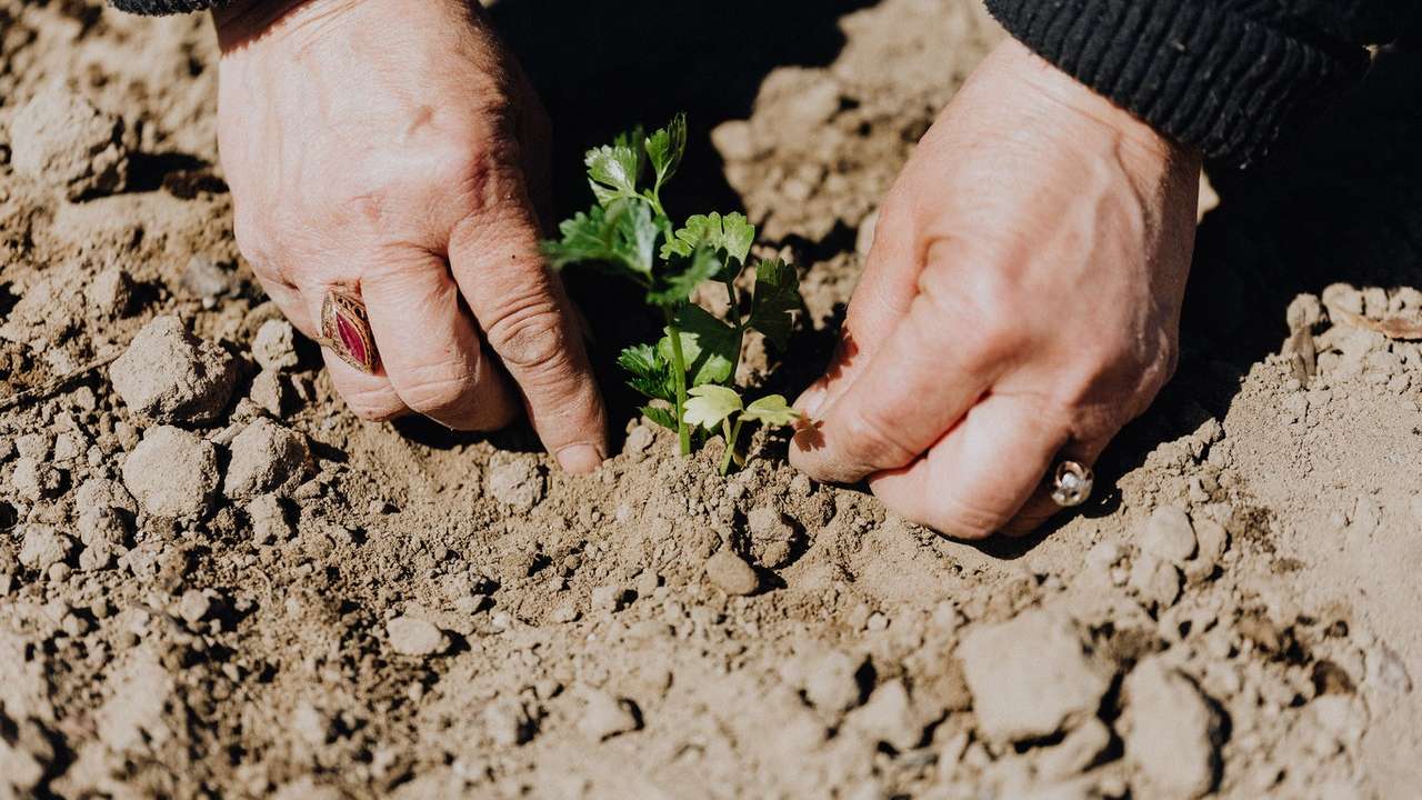 que verduras se plantan en noviembre