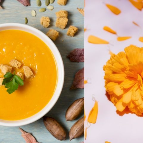 crema de flor de cempasúchil receta como hacer