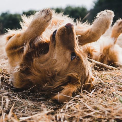 Remedios-naturales-caseros-comezon-perro-por-alergia