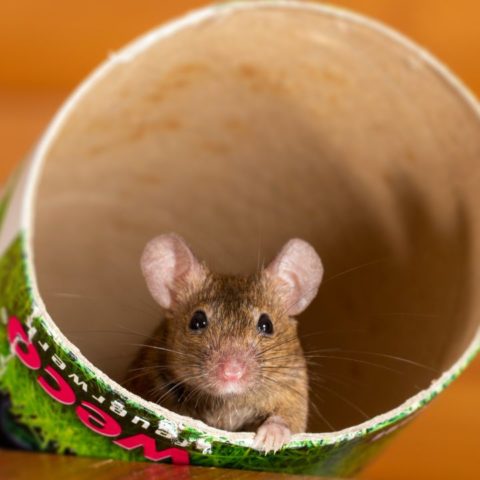 Repelente con salsa picante para ratas y ratones