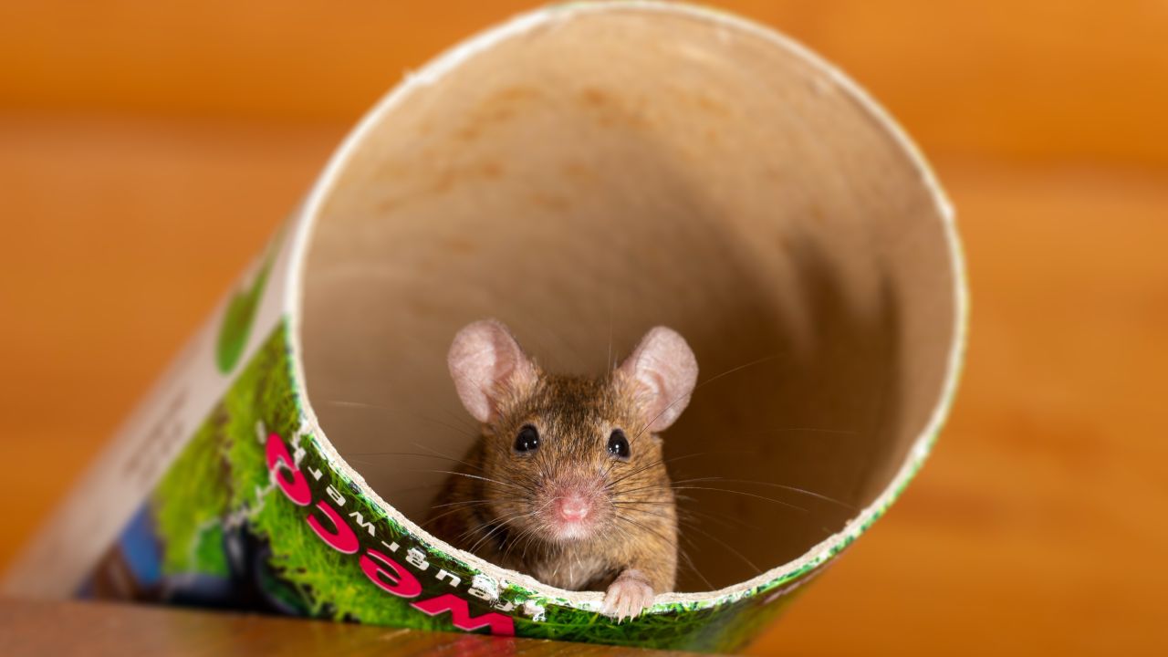 Repelente con salsa picante para ratas y ratones