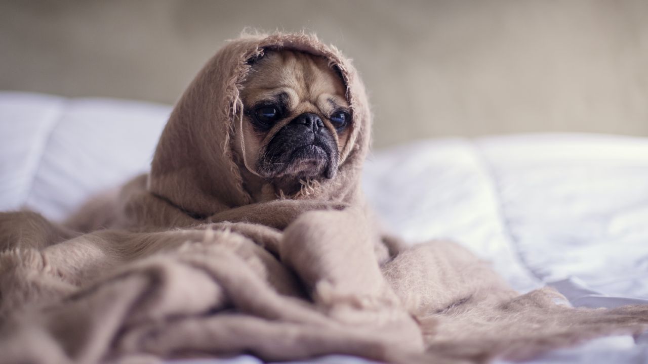 Senales-de-que-tu-perro-tiene-parasitos 