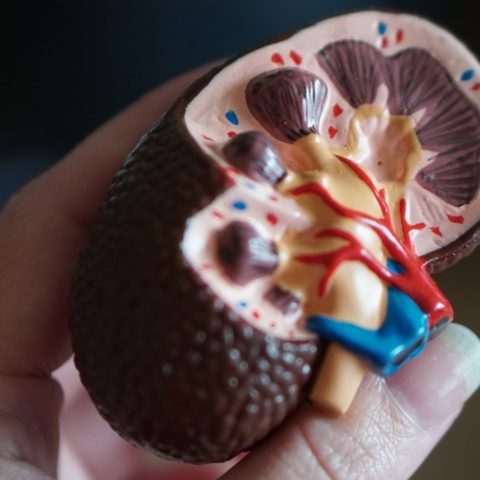 Fallas en los riñones cómo detectarlas