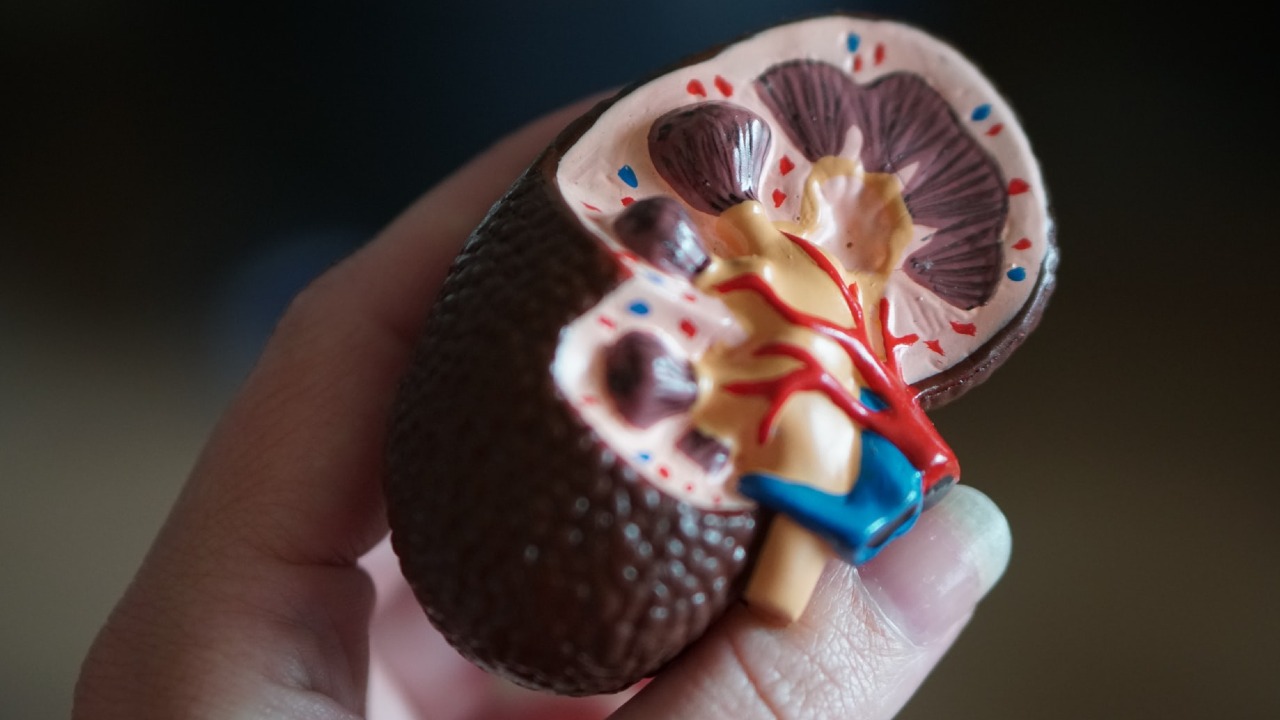 Fallas en los riñones cómo detectarlas