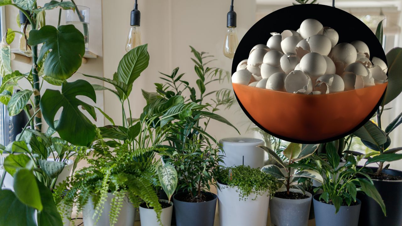 Te-cascara-huevo-para-plantas