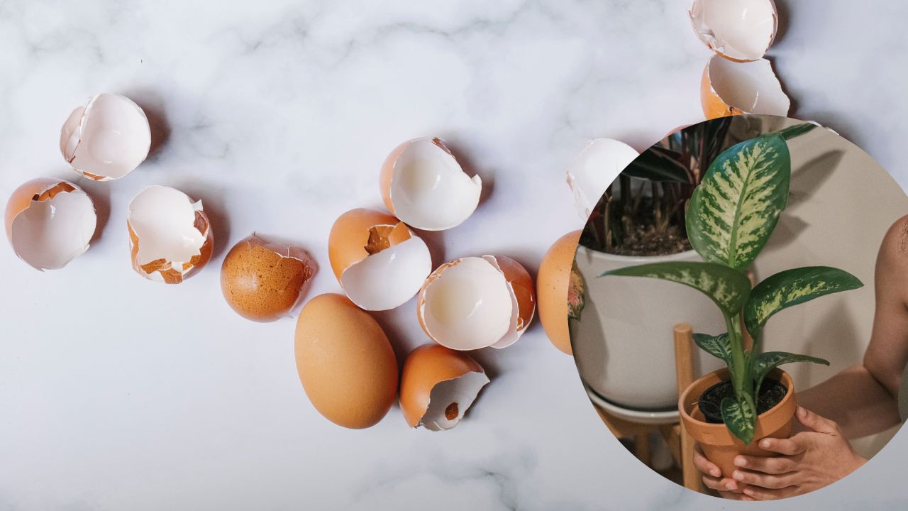Te-cascara-huevo-para-plantas