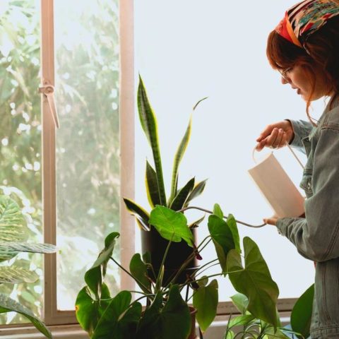 Tener plantas en casa beneficia