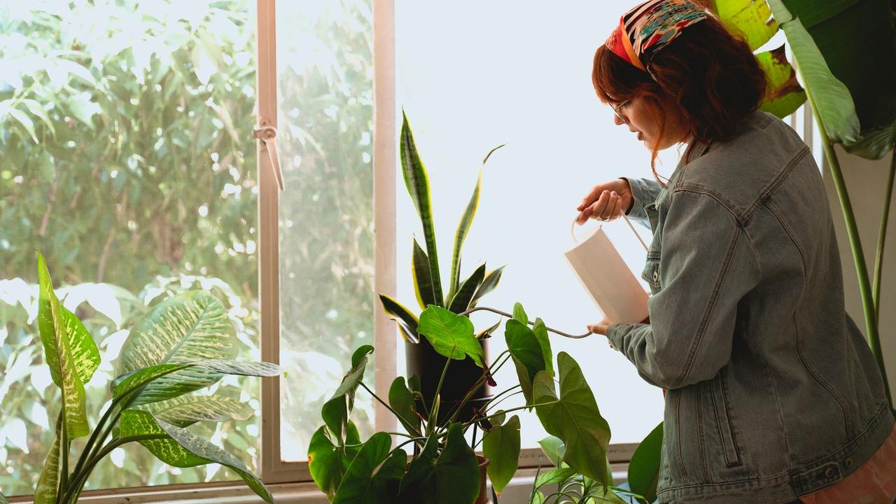 Tener plantas en casa beneficia