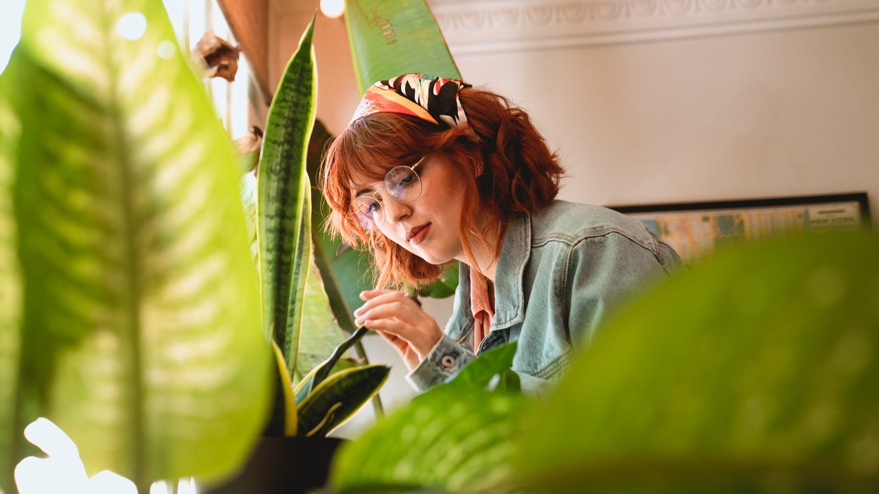 beneficios de tener una planta en casa