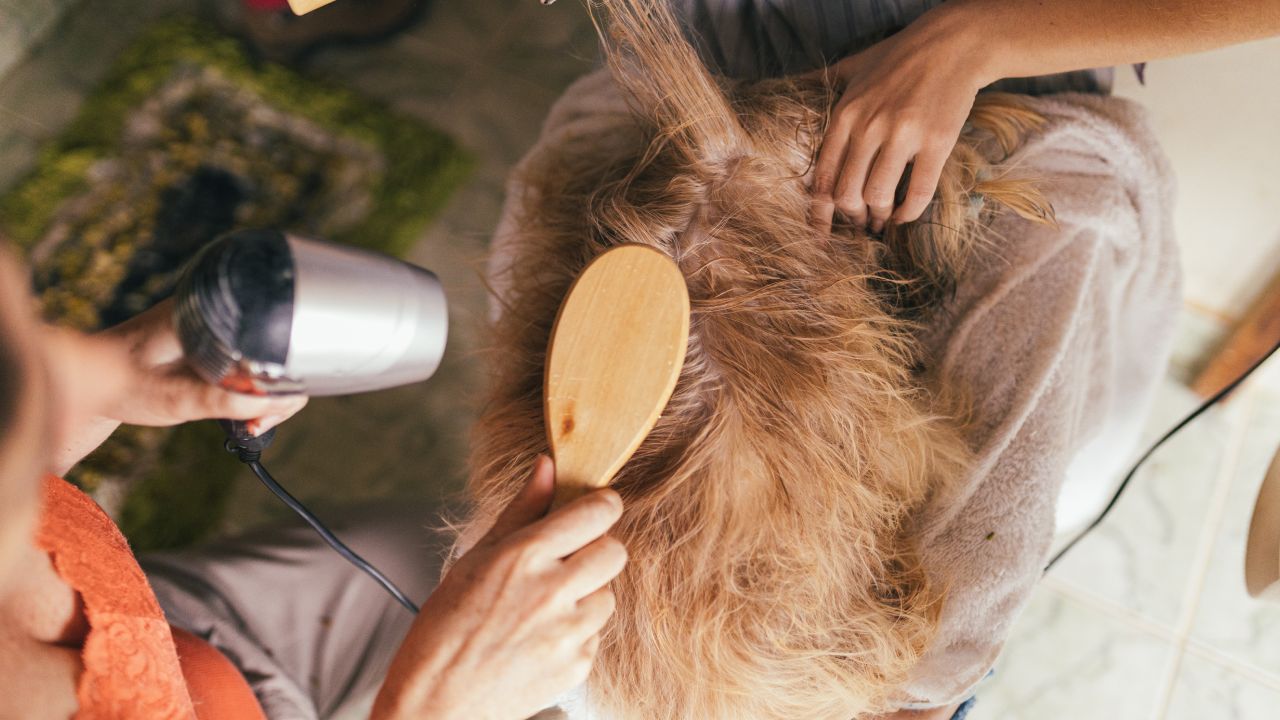 Tips-para-evitar-que-tu-perro-huela-mal