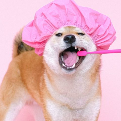 Tips-para-evitar-que-tu-perro-huela-mal