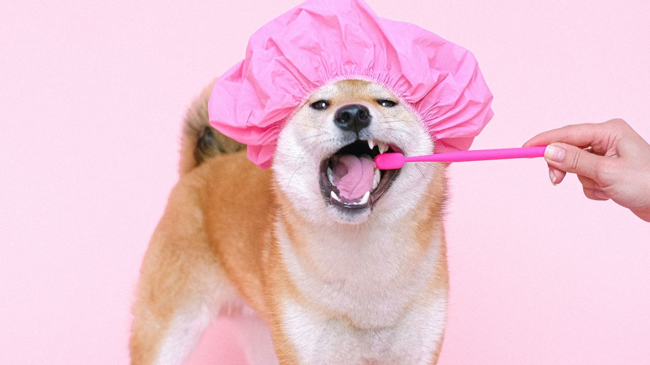 Tips-para-evitar-que-tu-perro-huela-mal