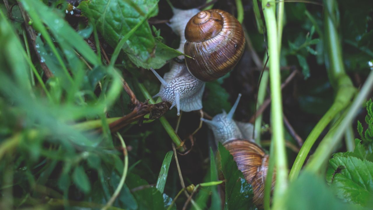 Trampas-caseras-para-eliminar-babosas-y-caracoles-de-tus-plantas 