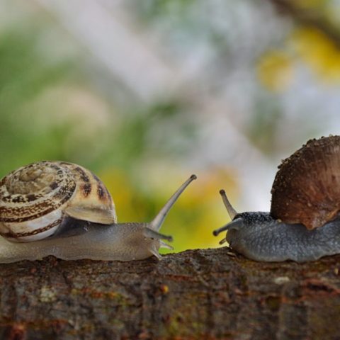 Trampas-caseras-para-eliminar-babosas-y-caracoles-de-tus-plantas