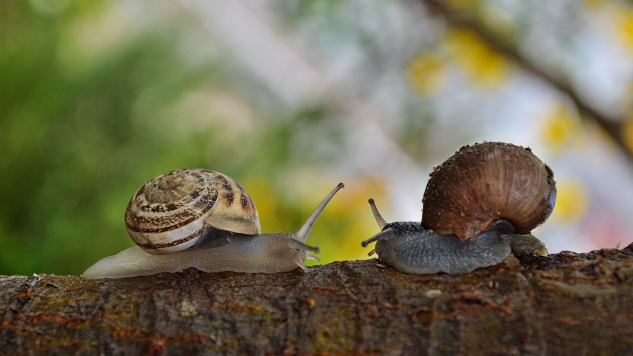 Trampas-caseras-para-eliminar-babosas-y-caracoles-de-tus-plantas
