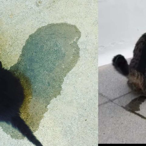 Trucos caseros para eliminar el olor a orina de gato