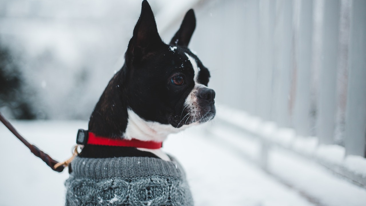 como saber si tu perro tiene frío