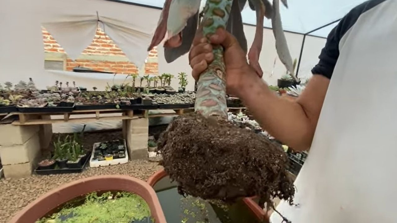 plantas que son afectadas por los nematodos