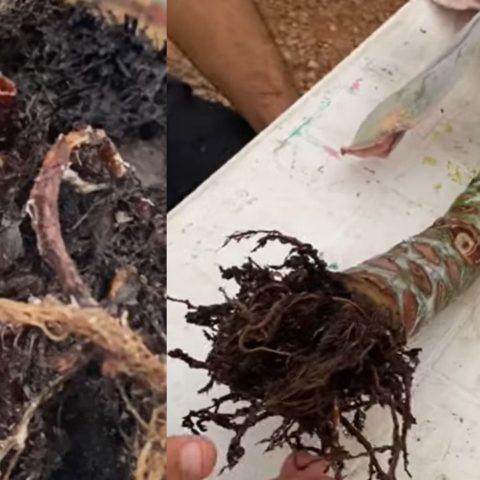 que son los nematodos en suculentas