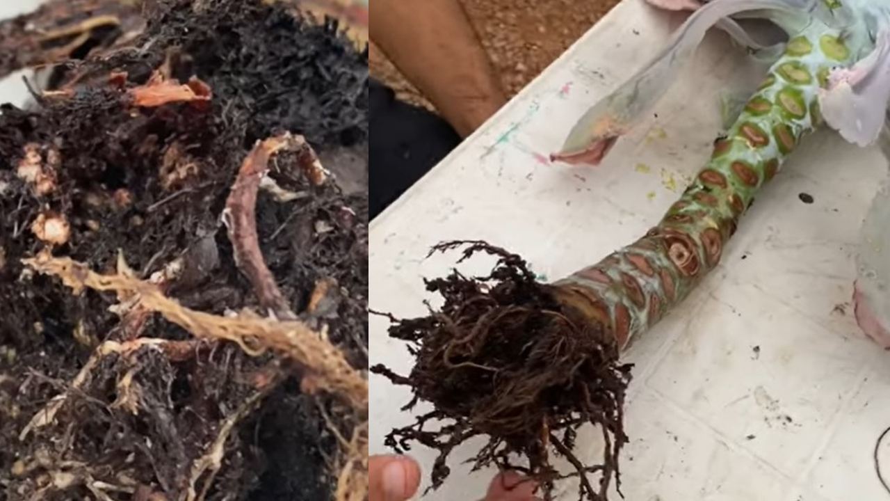 que son los nematodos en suculentas