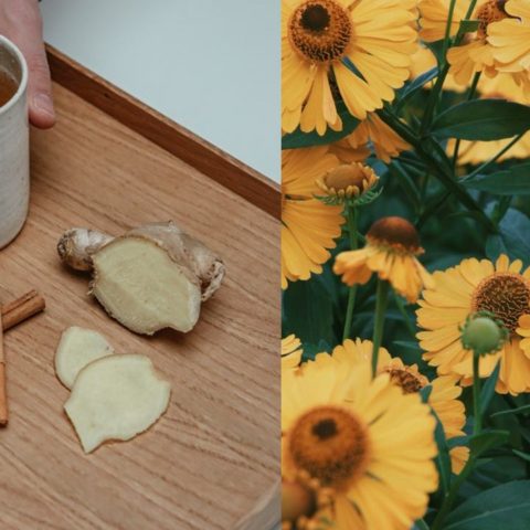 Abono casero con jengibre y canela