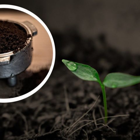 Abono de café, cómo usarlo