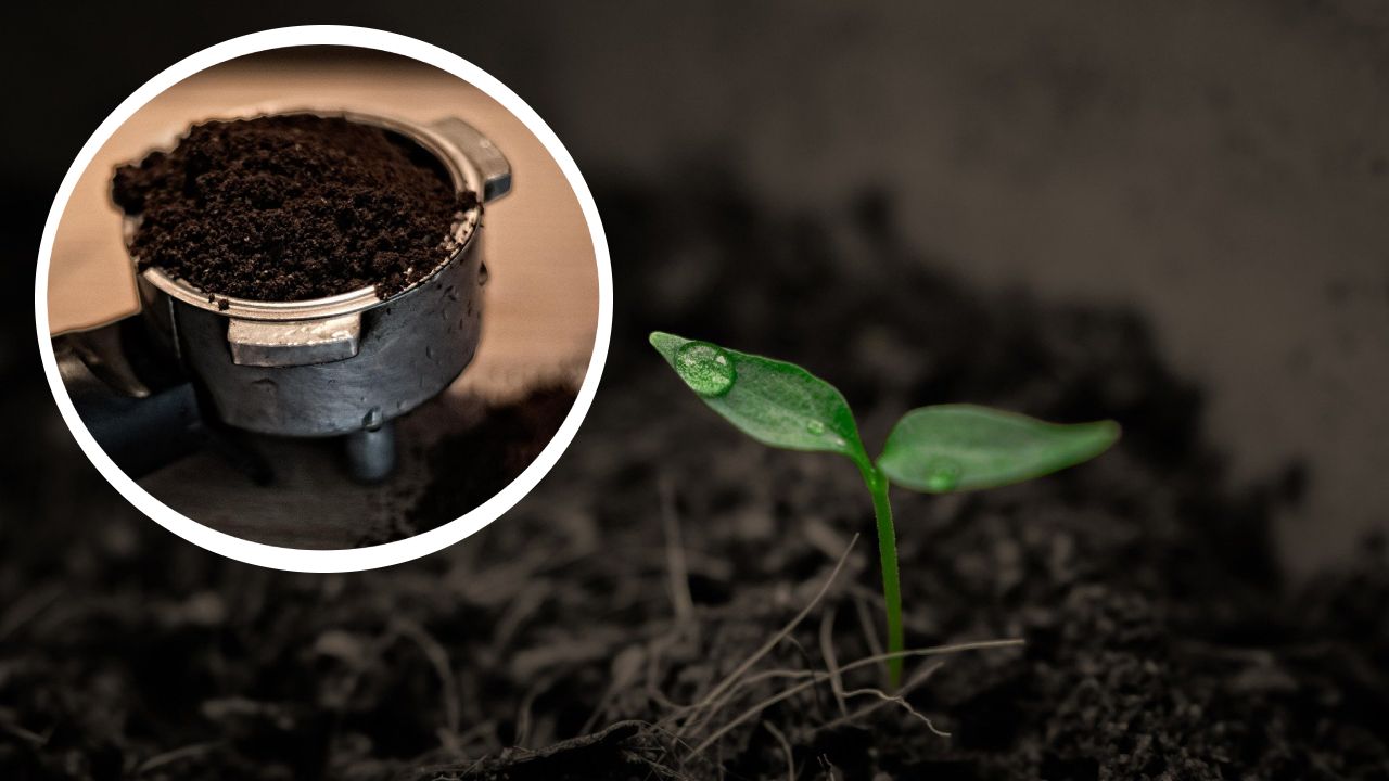 Abono de café, cómo usarlo