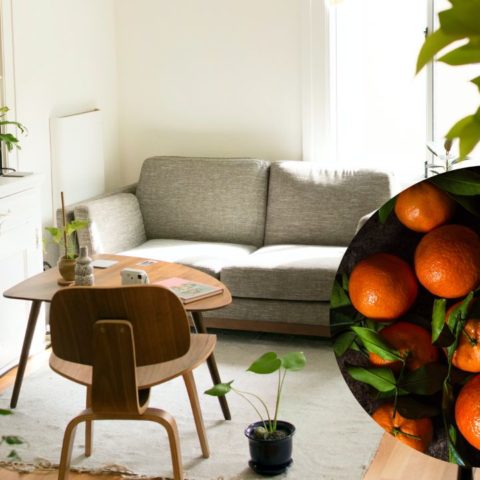 aromatizante de mandarina casero
