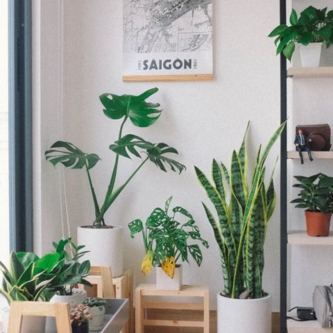 beneficios de limpiar las hojas de las plantas de interior con vinagre