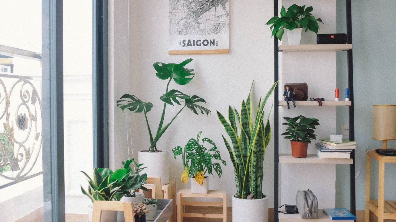 beneficios de limpiar las hojas de las plantas de interior con vinagre