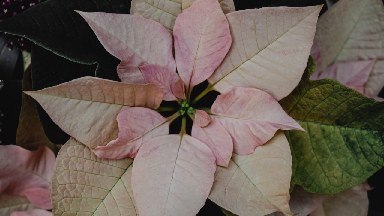 Cada cuánto regar la flor de Nochebuena