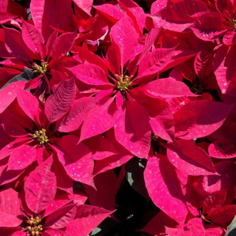 Cada cuánto regar la flor de Nochebuena