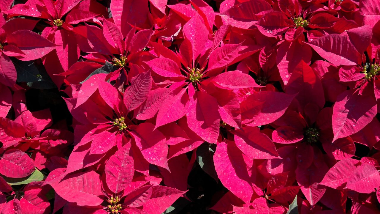 Cada cuánto regar la flor de Nochebuena