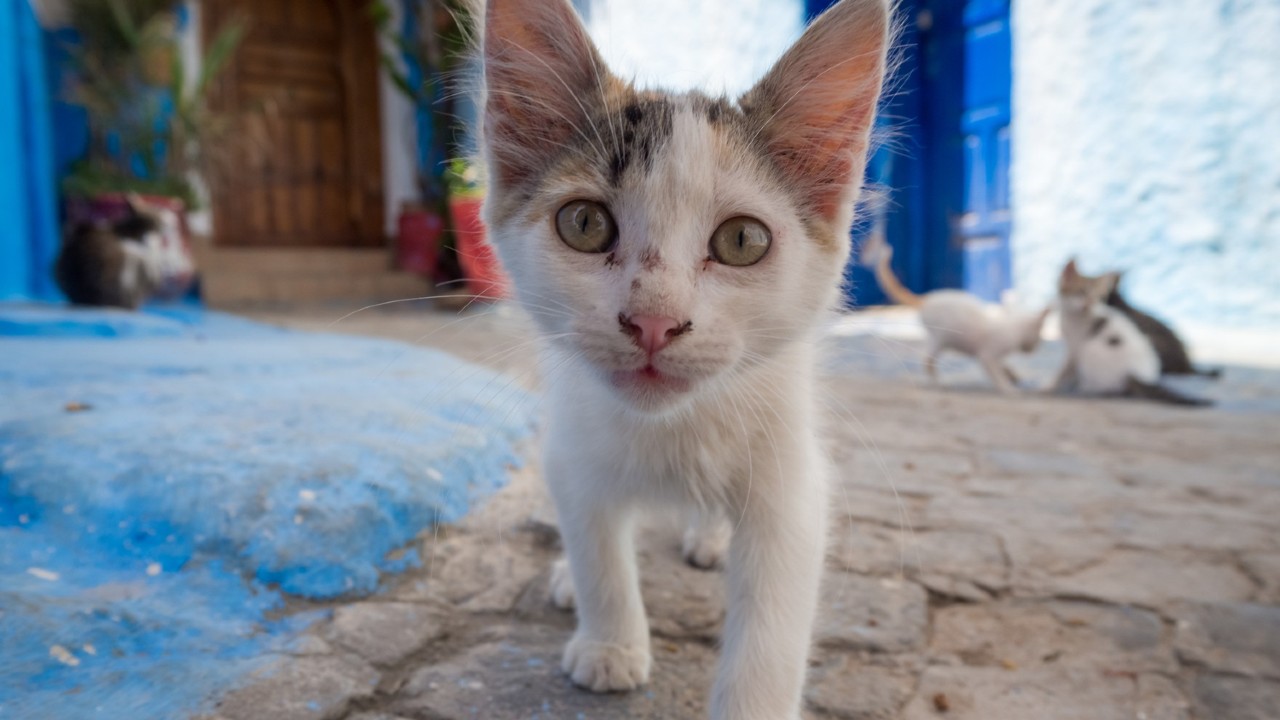 Como ayudar a Los Gatos de la calle en invierno