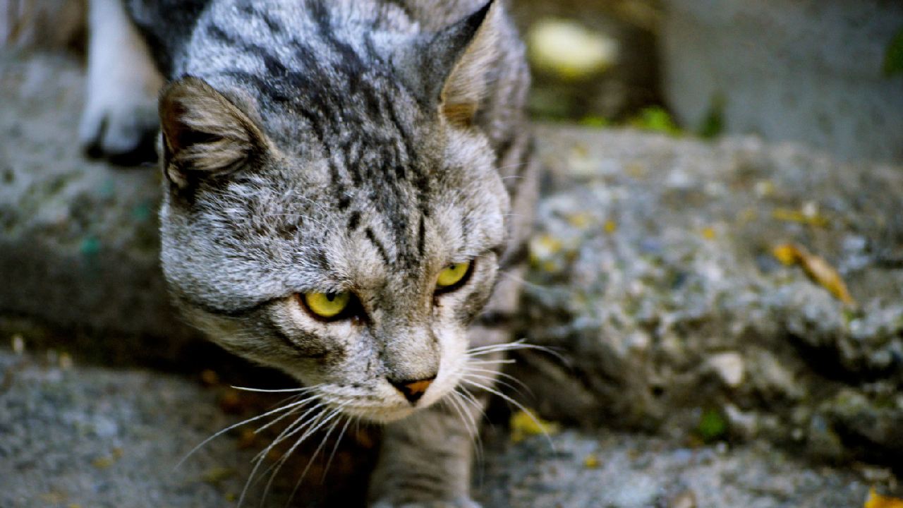 como cuidar un gato de la calle