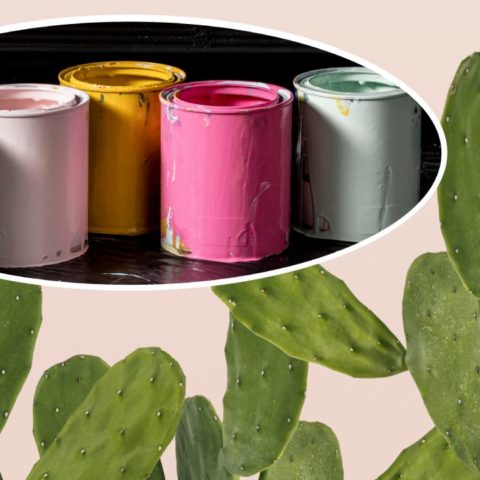 Cómo hacer pintura con baba de nopal