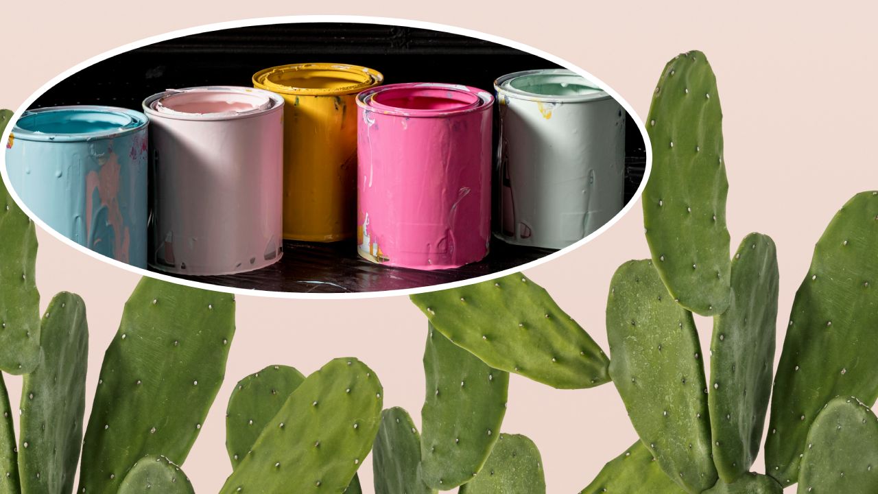 Cómo hacer pintura con baba de nopal