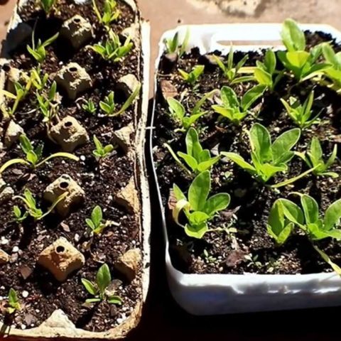 Como hacer un semillero con carton de huevos