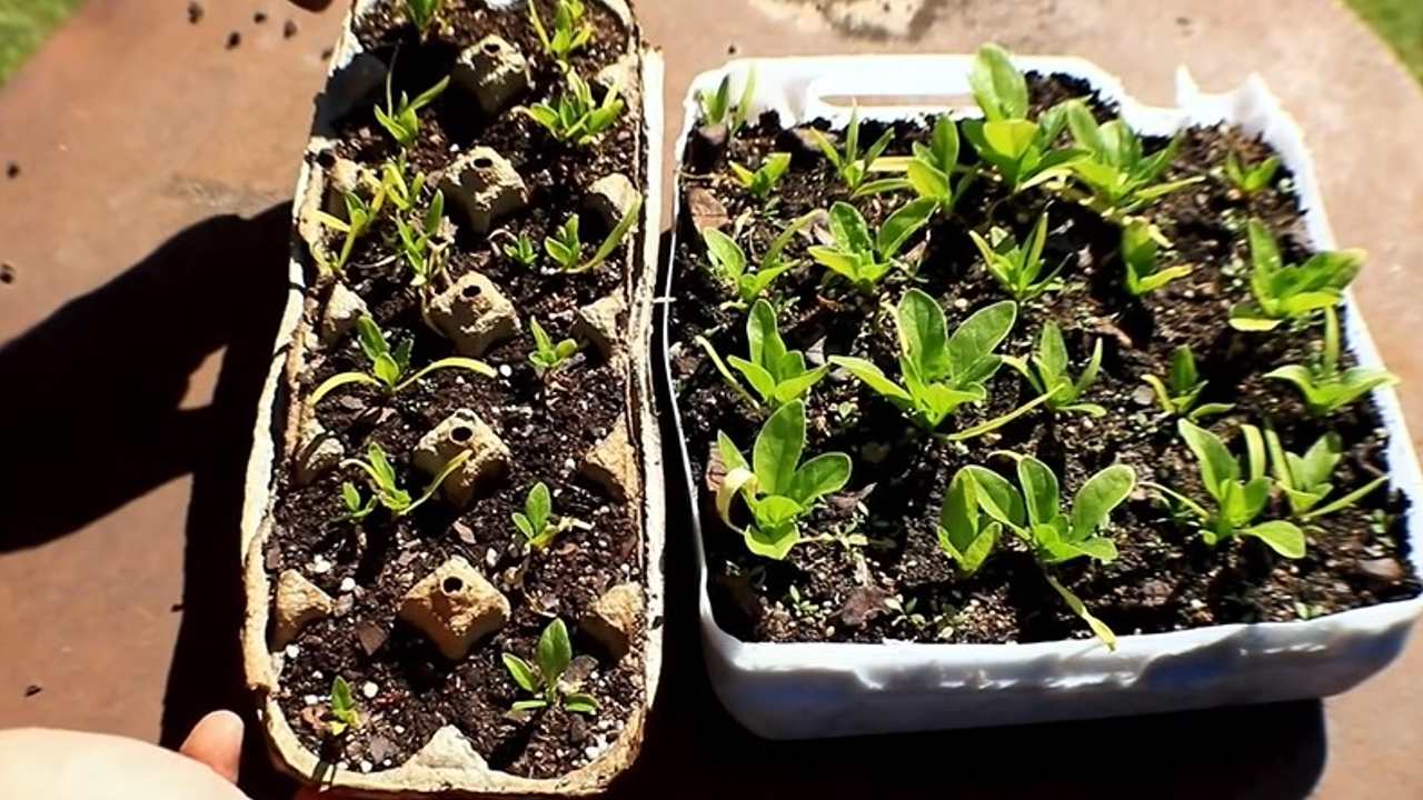 Como hacer un semillero con carton de huevos