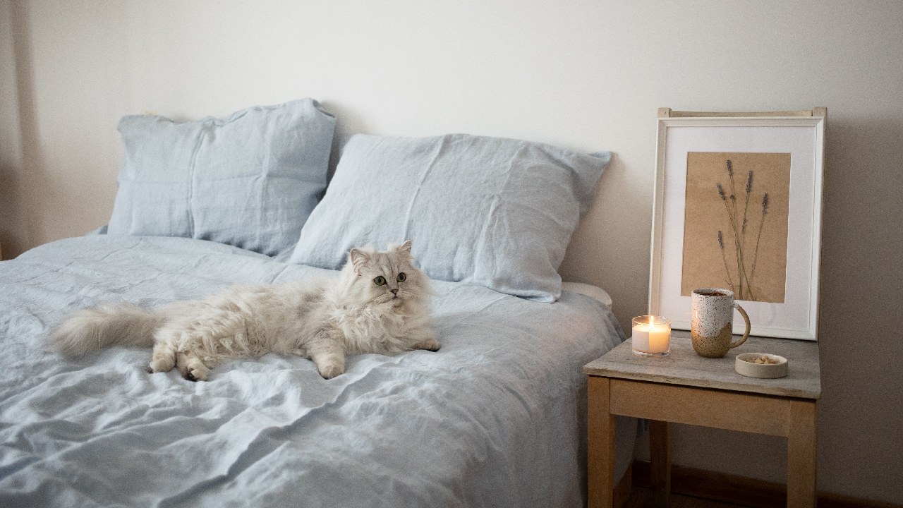 como saber si hay pulgas en mis almohadas