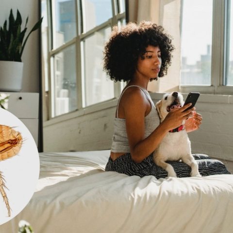 como identificar si hay pulgas en tu cama