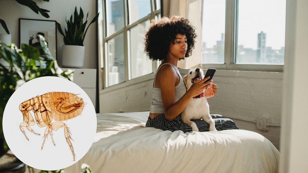 como identificar si hay pulgas en tu cama