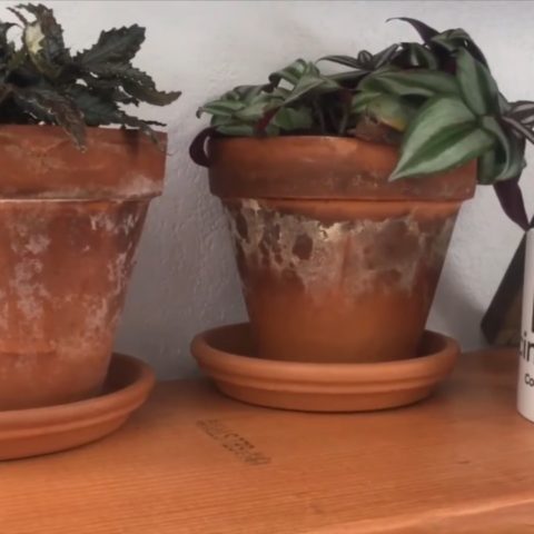 como limpiar manchas blancas de cal macetas de barro