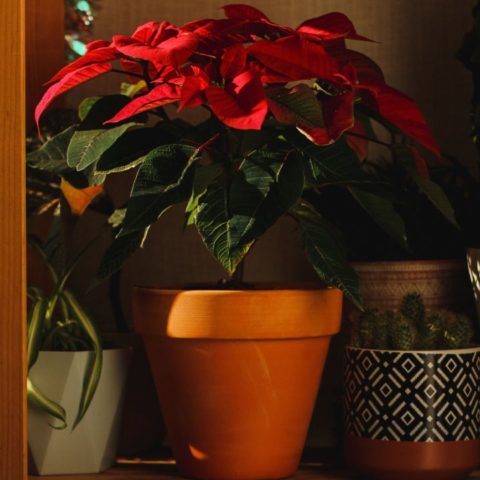 Cómo reproducir una flor de Nochebuena