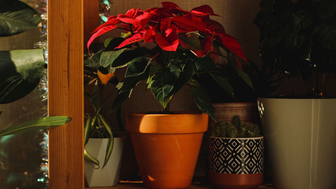 Cómo reproducir una flor de Nochebuena