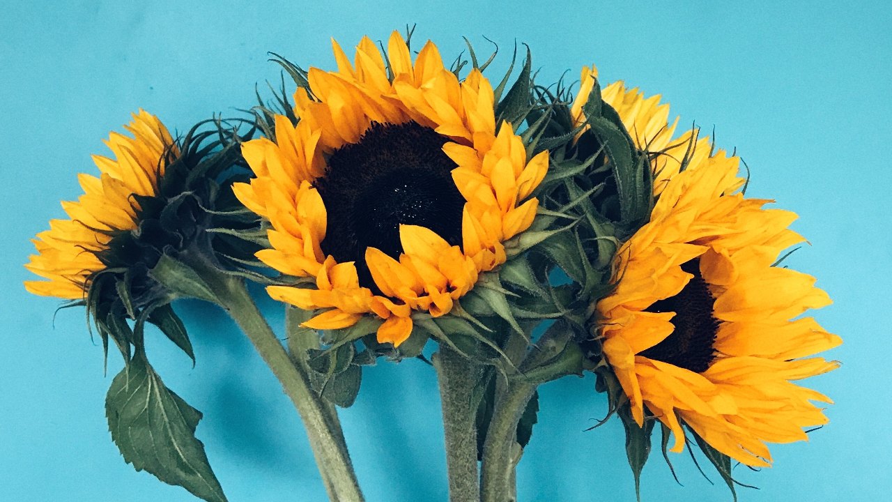 que significa que te regalen girasoles