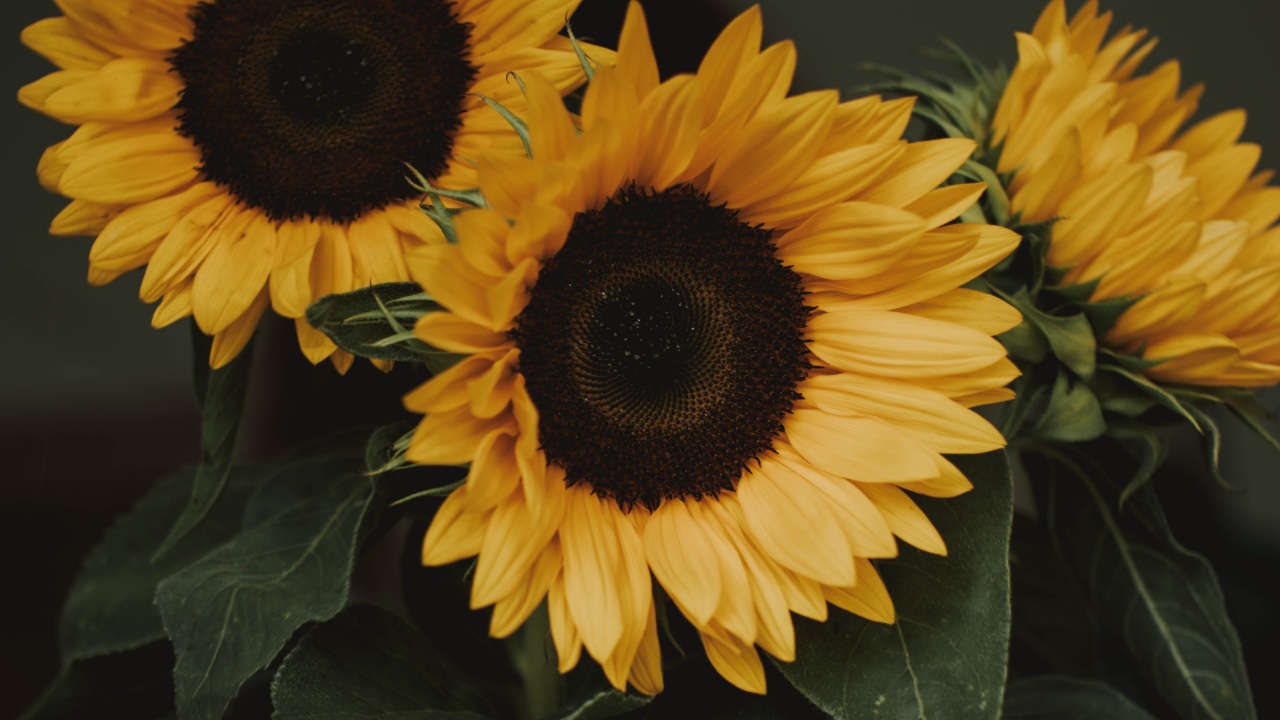 significado de girasoles