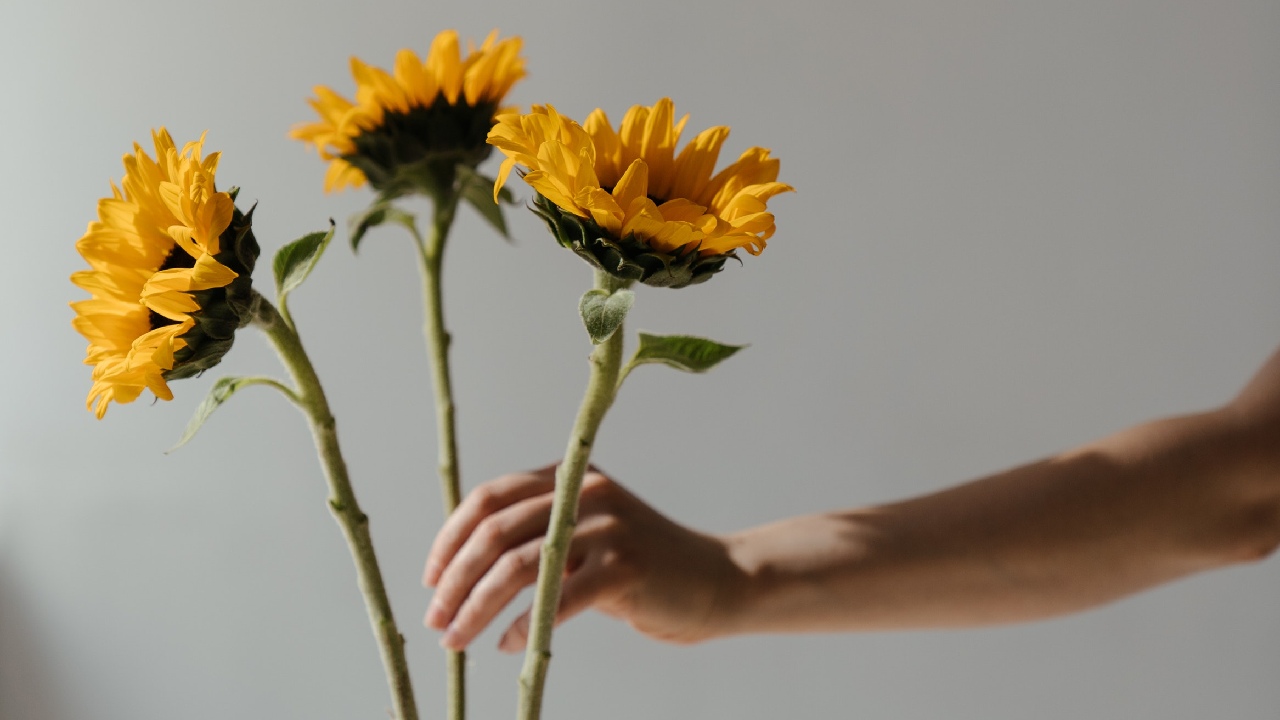 significado espiritual de girasoles