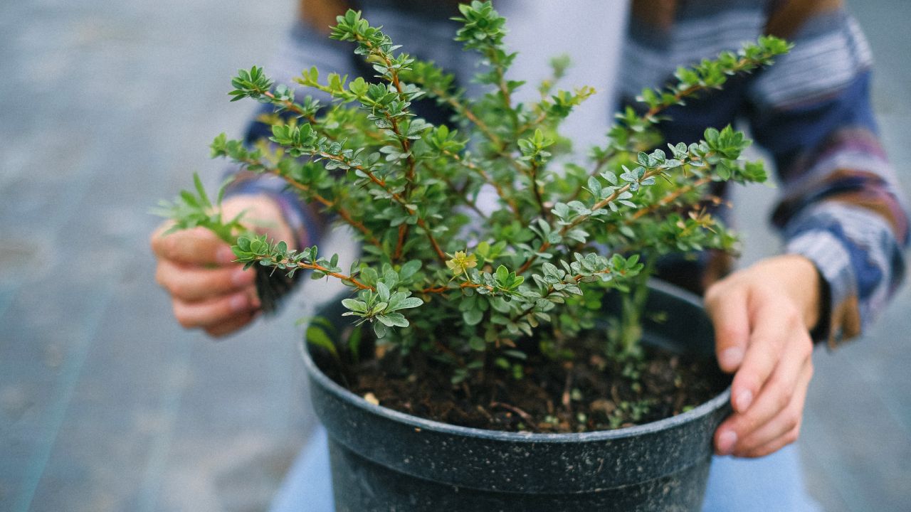 Fertilizar plantas en invierno