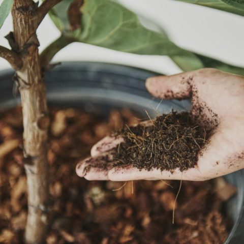 Cómo fertilizar plantas en invierno